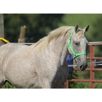 Apple Green Beta Biothane Halter - Any Size, Any Style