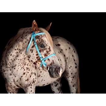 Cob/Arab Size Beta Biothane Bridle - Your Choice on Style
