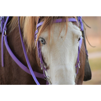 Horse Size Beta Biothane Bridle - Your Choice on Style