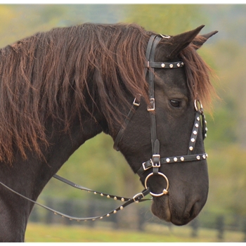 MEDIEVAL BAROQUE WAR or PARADE BRIDLE with reins Beta Biothane