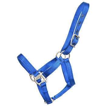 ****PHOTO SAMPLE*** $10 Royal Blue Nylon Foal Halter