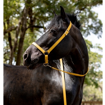 GROOMING HALTER & LEAD made from BETA BIOTHANE (Solid Colored)