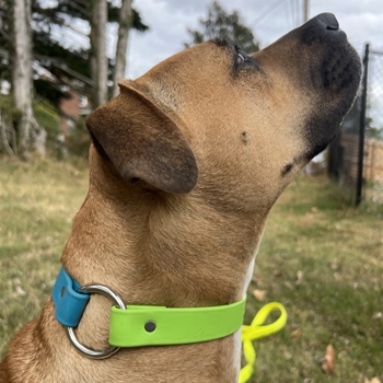 Mix N Match Center Ring Dog Collar