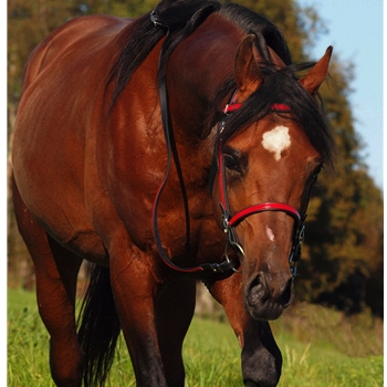 ENGLISH CONVERT-A-BRIDLE made from BETA BIOTHANE (ANY 2 COLOR COMBO