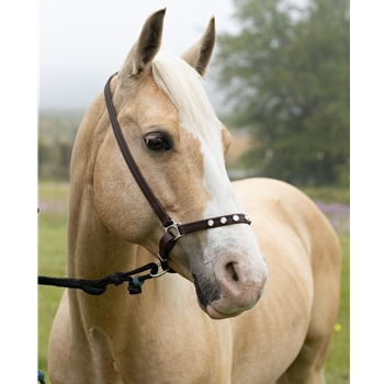 GROOMING HALTER & LEAD made from BETA BIOTHANE (with BLING)