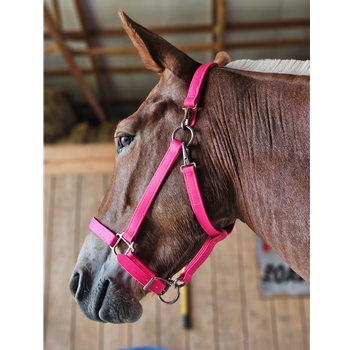 HALTER & LEAD made from BETA BIOTHANE (Solid Colored)