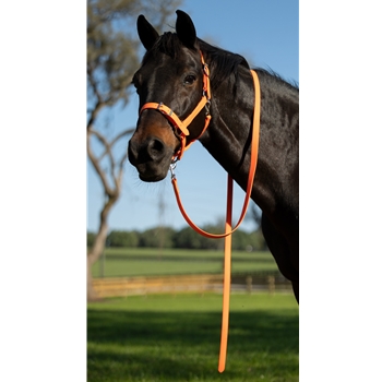 Buckle Nose Halter & Lead Beta Biothane Solid Colored