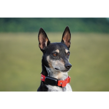Adjustable Beta Biothane Dog E Collar
