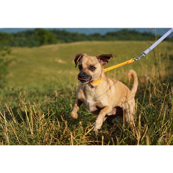 SLIP DOG COLLAR made from BETA BIOTHANE (Solid Colored)