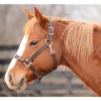 Buckle Nose Safety HALTER & LEAD made from LEATHER