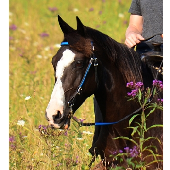 ENGLISH BRIDLE made from Beta Biothane (Solid Colored)