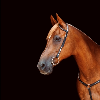 WESTERN BRIDLE (One or Two Ear Split Ear Browband) made from BETA BIOTHANE (with SILVER SPOTS or STUDS)