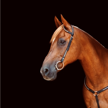 WESTERN BRIDLE (One or Two Ear Split Ear Browband) made from BETA BIOTHANE (with SILVER SPOTS or STUDS)