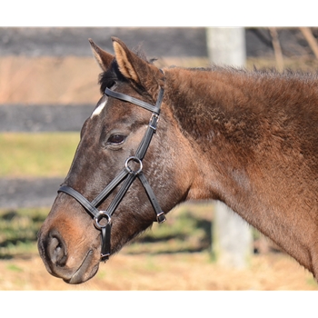 Simple Sidepull Bitless Bridle made from BETA BIOTHANE (Solid Colored)