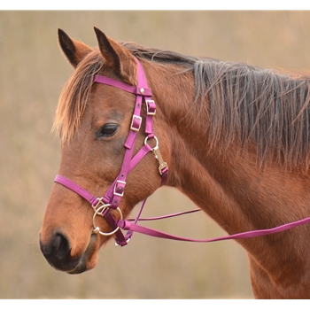 Quick Change HALTER BRIDLE with Snap on Browband made from NYLON