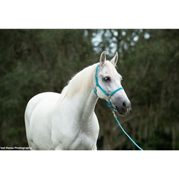 5 SNAP CONVERTIBLE HALTER made from BETA BIOTHANE (Solid Colored)