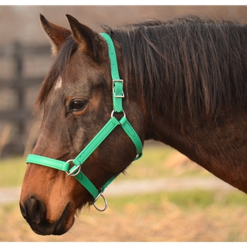 PACK HALTER made from BETA BIOTHANE (Solid Colored)