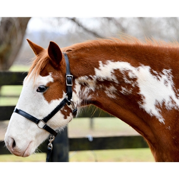 ****BETTER THAN LEATHER ****Turnout Halter made from BETA BIOTHANE