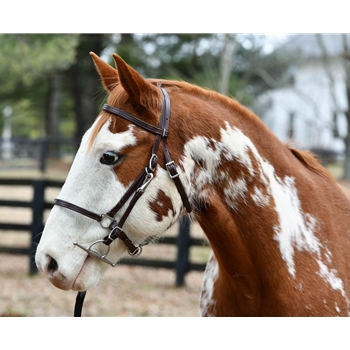 ****BETTER THAN  LEATHER ****Halter Bridle made from BETA BIOTHANE