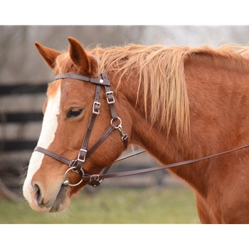 ****BETTER THAN  LEATHER ****Quick Change Halter Bridle made from BETA BIOTHANE