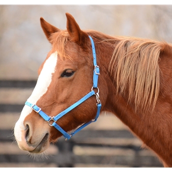  Buckle Safety Nose Halter -- 1/2 inch width   