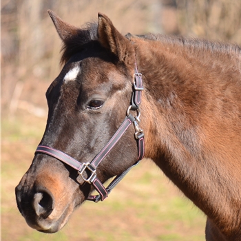 HALTER & LEAD made from BETA BIOTHANE (Solid Colored)