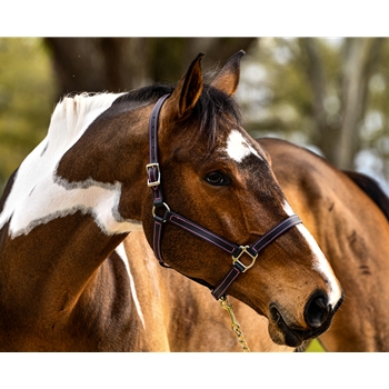 COLORED THREAD Turnout HALTER & LEAD made from BETA BIOTHANE