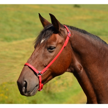 Drop Noseband English Cavesson made from Beta Biothane