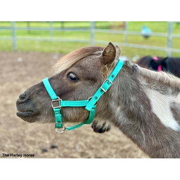 Heavy Duty Turnout HALTER & LEAD made from NYLON 