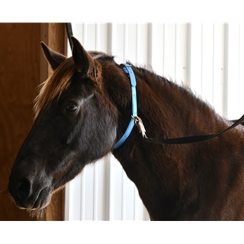 Get Grooming Neck Collar for Horses only at Two Horse Tack