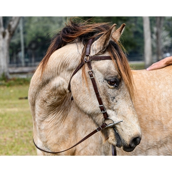 **Better Than Leather** MULE BRIDLE made from beta biothane