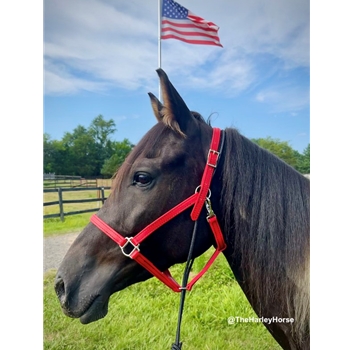 PULL BACK HALTER made from BETA BIOTHANE (Solid Colored)