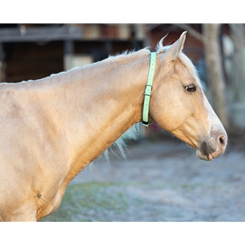 Shop Neck Collar with ring for Horses made from Beta Biothane