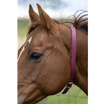 Shop Turnout Neck Collar with Leather Breakaway from Two Horse Tack