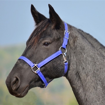 Horse Turnout Halter & Lead Online - TwoHorseTack