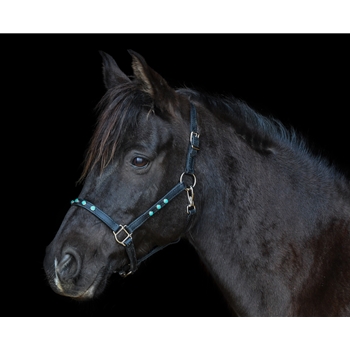 Turnout HALTER & LEAD made from BETA BIOTHANE (with BLING)