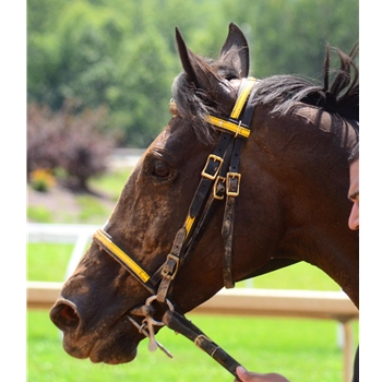 RACING BRIDLE Headstall made from Beta Biothane (ANY 2 Color Combo) English Bridle