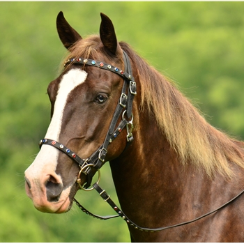 Quick Change HALTER BRIDLE with Snap On Browband made from BETA BIOTHANE (with Jewels Bling Rhinestones)