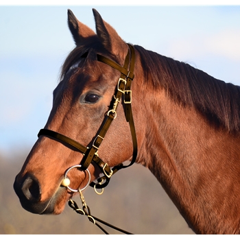 BROWN Traditional HALTER BRIDLE with BIT HANGERS made from BETA BIOTHANE 