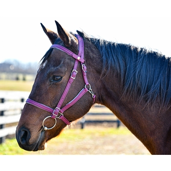 PADDED Quick Change Halter Bridle with Snap on Browband made from BETA BIOTHANE with COLORED SYNTHETIC PADDING