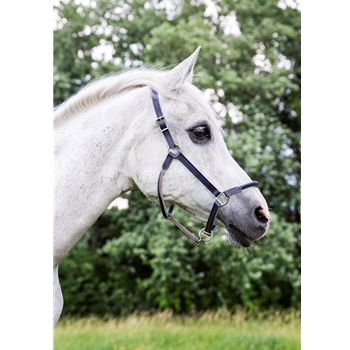 Shop Leather Horse Halter with Rolled Noseband and Throatlatch – Two Horse Tack
