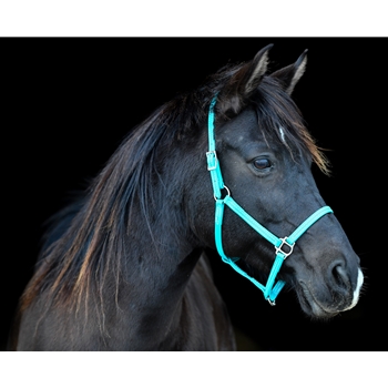 STABLE HALTER & LEAD made from BETA BIOTHANE (Solid Colored)