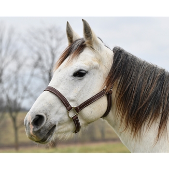 STABLE HALTER & LEAD made from LEATHER