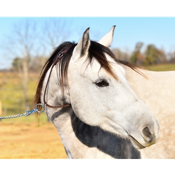 **Better Than Leather** PICKET LINE NECK COLLAR made from Beta Biothane