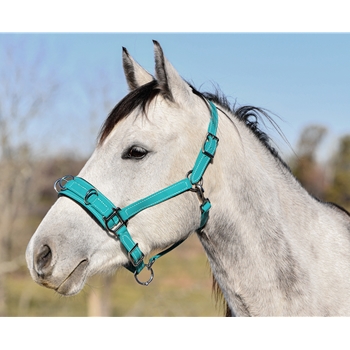Lunging Cavesson with Padded Noseband Made from Beta Biothane – Two Horse Tack
