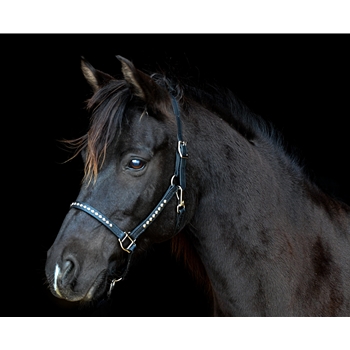 TURNOUT HALTER made from BETA BIOTHANE (with Silver Spots/Studs)