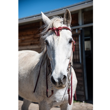 WESTERN BRIDLE with Futurity Knot Browband made from BETA BIOTHANE (Solid Colored)