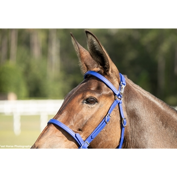 MULE BRIDLE made from BETA BIOTHANE