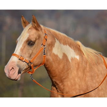 ORANGE Buckle Nose Halter & Lead Beta Biothane