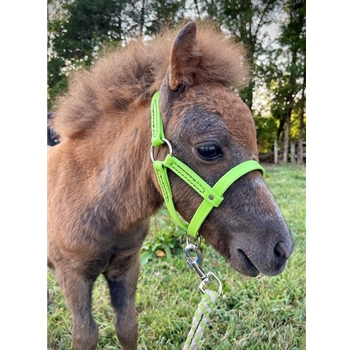 Any Color FIGURE 8 Style FOAL HALTER made from BETA BIOTHANE (Solid Colored)